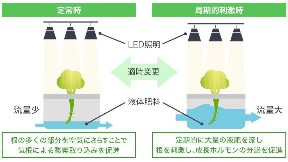 独自に開発したLED照明による効率的な光合成と、液体肥料の流す量を意図的にコントロールする「周期的刺激」栽培法