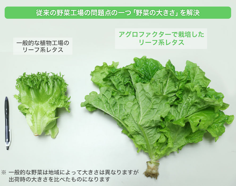 従来の植物工場の野菜に比べ大きく育つ「アグロファクター」の野菜