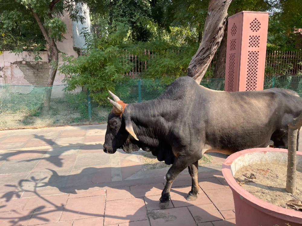 インドの街中の様子（牛）